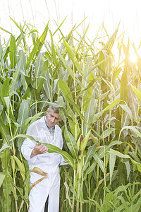 农场检查玉米作物的成熟科学家图片