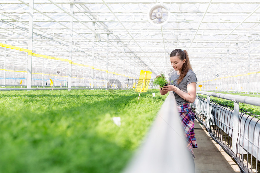 成年女植物学家检查植物苗圃中的草本植物幼苗图片