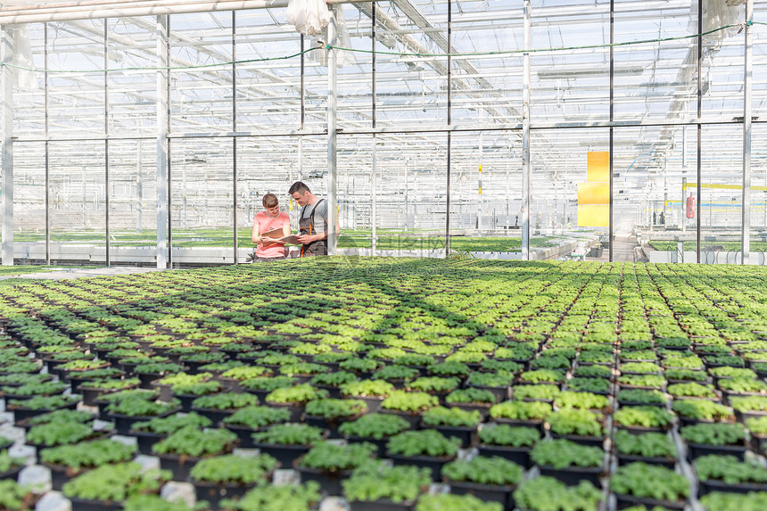 植物学家温室里站幼苗旁边讨论图片