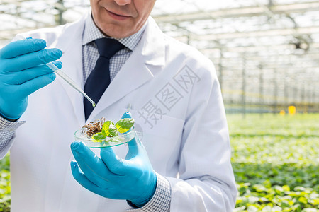 温室培养皿中用移液管幼苗进行雄生物化学家的中段图片