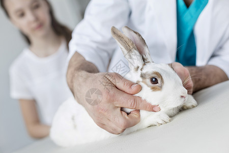 女孩兔子兽医诊所床上检查兔子的医生中段背景