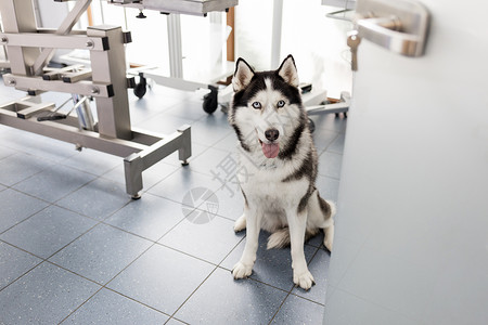西伯利亚哈士奇坐兽医诊所的高角度视图高清图片
