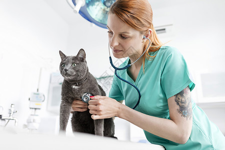 兽医诊所用听诊器检查猫的医生背景图片