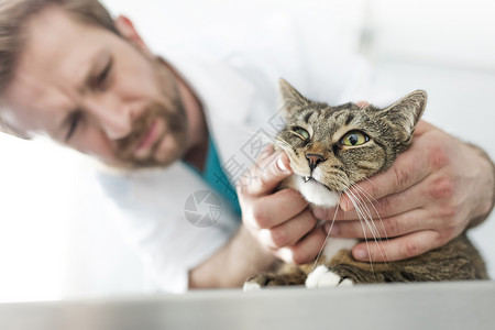 医生兽医诊所检查猫的牙齿背景图片