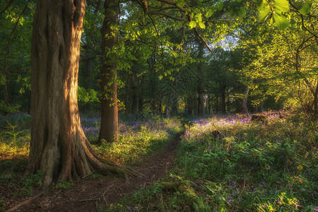 美丽的蓝铃森林景观形象早晨阳光明媚的春天背景图片