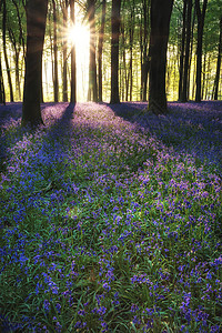 美丽的蓝铃森林景观形象早晨阳光明媚的春天背景图片