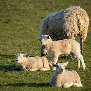 羊血英国乡村清晨阳光下美丽的年轻春天羔羊背景