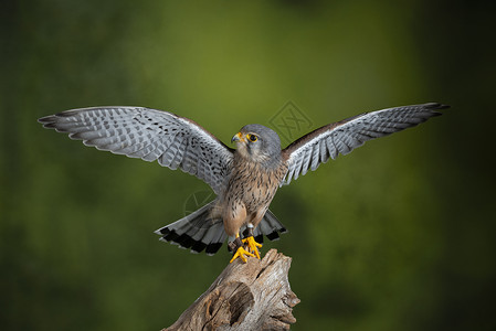法尔科翅膀野生动物高清图片