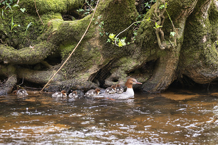 春天,英格兰的蒂恩河上游泳的雌戈桑德梅根瑟小鸭子高清图片