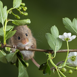 小八爪可爱的收获小鼠微毛白色的花叶上,中的绿色自然背景背景