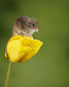 可爱黄色小老鼠可爱的收获小鼠微毛黄色郁金香花叶中绿色自然背景背景