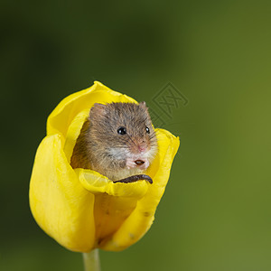 可爱黄色小老鼠可爱的收获小鼠微毛黄色郁金香花叶中绿色自然背景背景