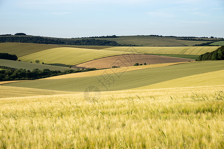 英国金黄色农田夏季景观背景图片