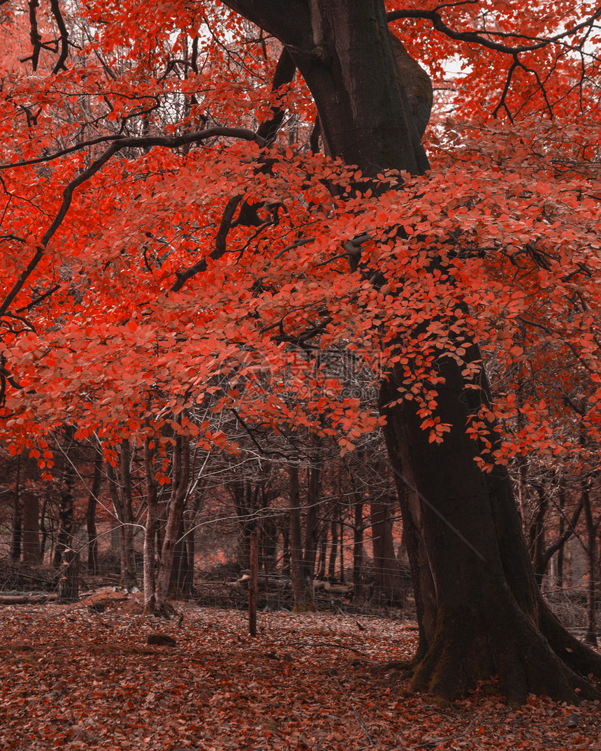 超现实的交替色彩充满活力的森林林地秋季景观图片