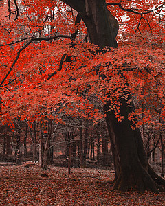 超现实的交替色彩充满活力的森林林地秋季景观背景图片