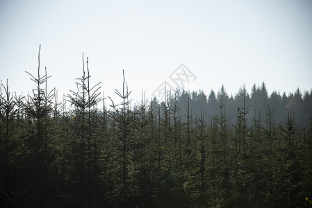 朦胧的遥远背景下,松树的美丽景观形象背景图片