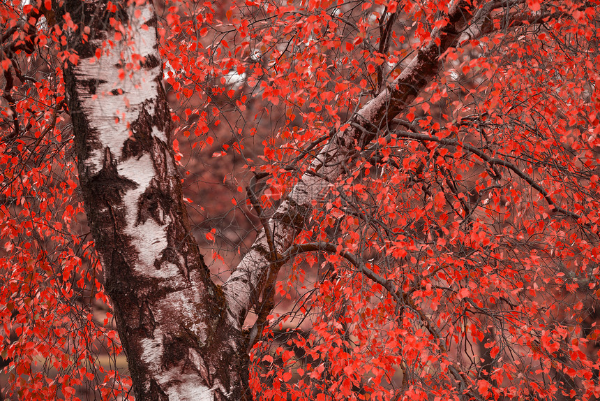超现实的交替色彩充满活力的森林林地秋季景观图片