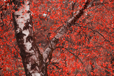 超现实的交替色彩充满活力的森林林地秋季景观背景图片