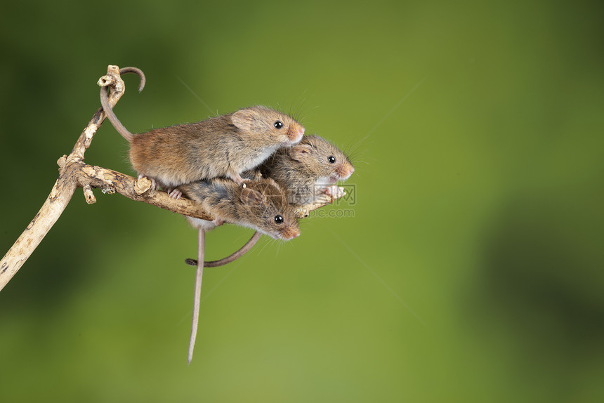 可爱的老鼠趴树枝上特写图片