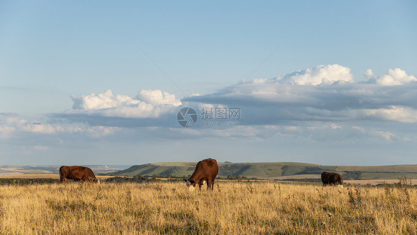 美丽的夏季傍晚景观形象的奶牛放牧英国农村图片