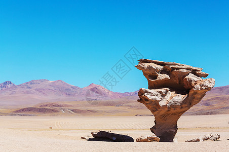 玻利维亚乌尤尼盐坪附近著名的石树或乔木图片