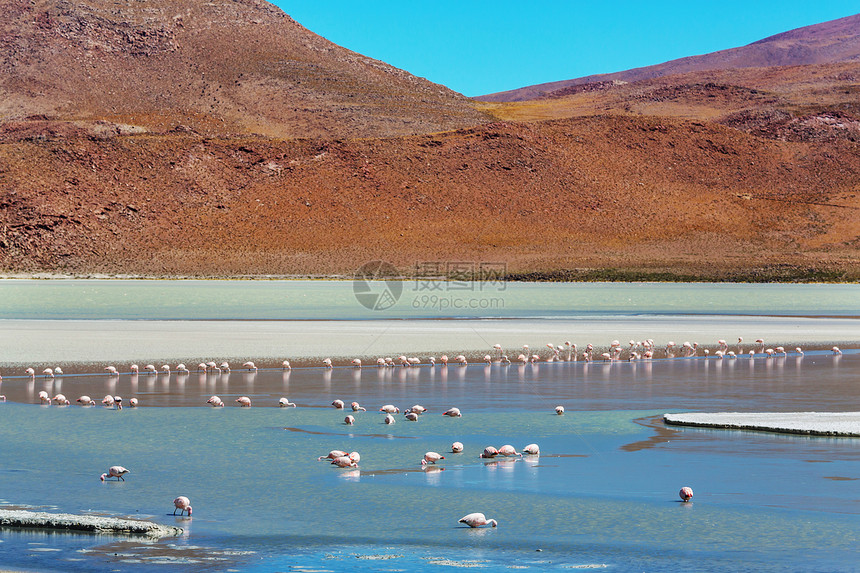 玻利维亚高原湖泊中的火烈鸟图片