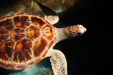 斯里兰卡岛上的野生海龟背景图片