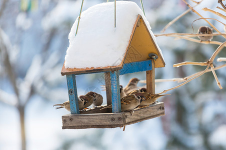 鸟雀喂食槽麻雀的巢高清图片