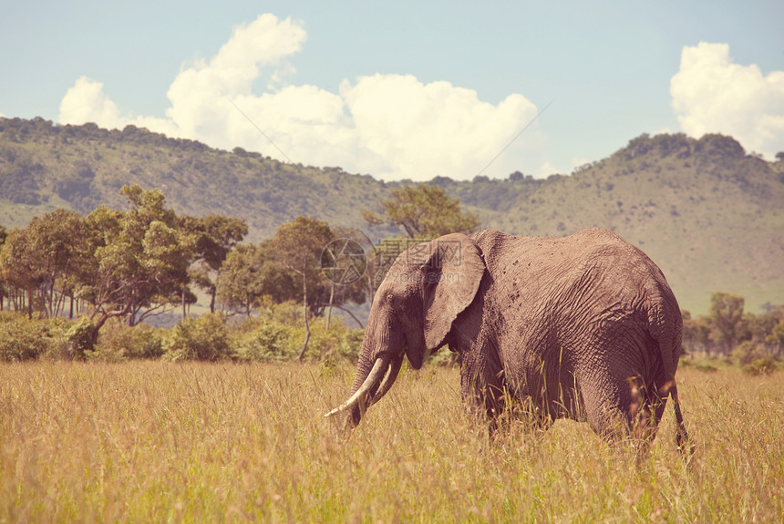 非洲灌木大象非洲罗索达图片