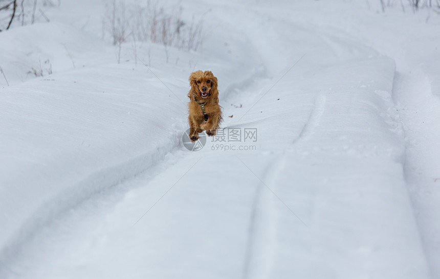 金色的英国公鸡猎犬站雪地里图片