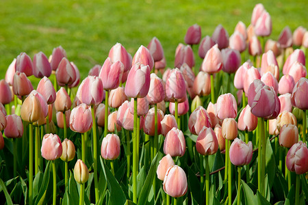 春天的花田美丽的春天背景春天花园里的郁金香农业园艺背景图片