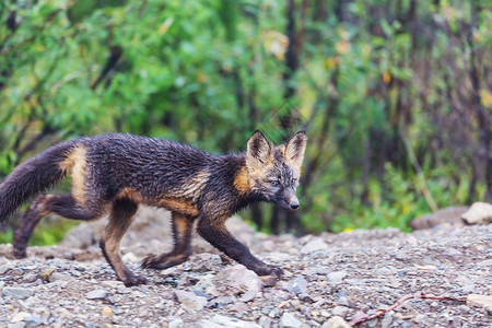 动物小狐狸包皮里美丽的野生动物阿拉斯加的北极狐背景