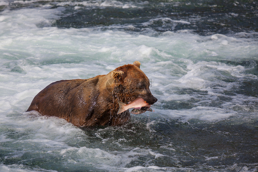 只灰熊布鲁克斯瀑布捕猎鲑鱼沿海棕色灰熊阿拉斯加的卡特迈公园捕鱼夏天的季节自然野生动物图片