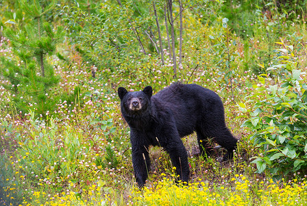 森林里的黑熊绿色高清图片素材