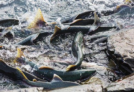 阿拉斯加河的鲑鱼产卵图片