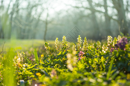 春天的花朵在丛林里太阳高清图片素材