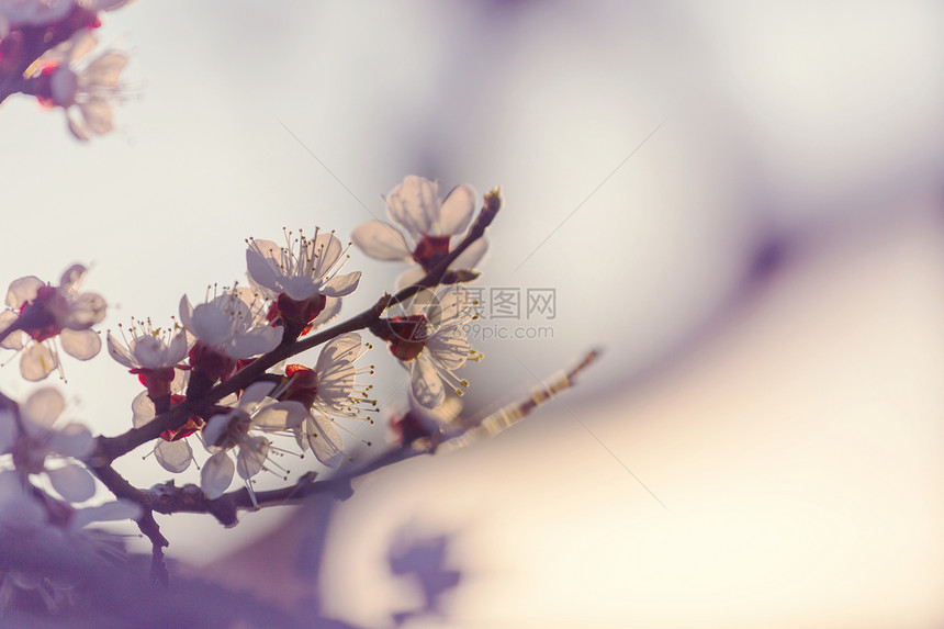 樱花春天的花园里盛开图片