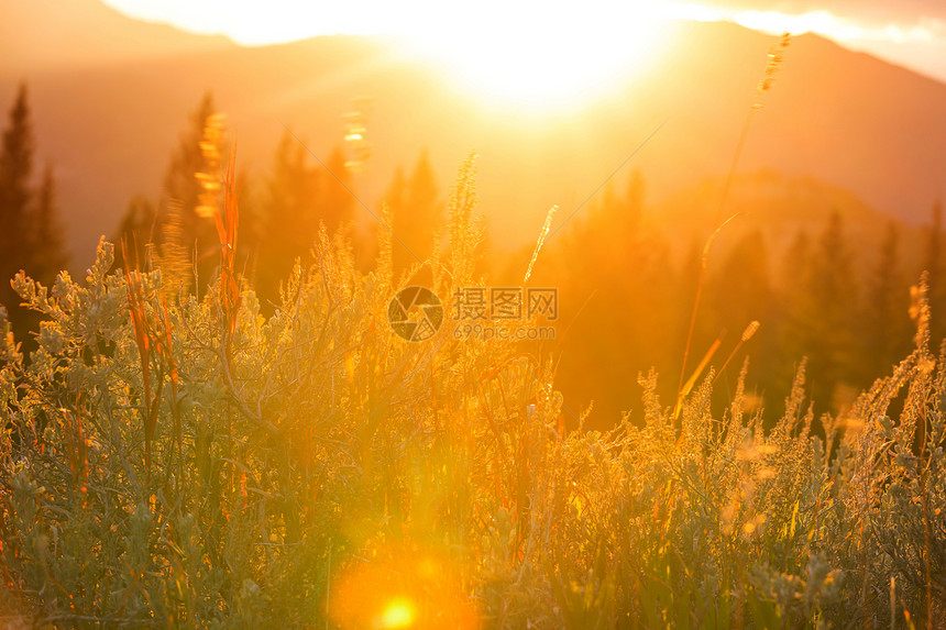 阳光明媚的秋天草地自然背景图片