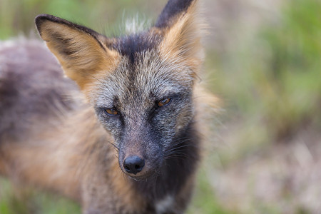 拉气球的小狐狸包皮里美丽的野生动物阿拉斯加的北极狐背景