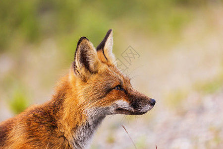 只红色狐狸夏天的绿色背景上的画高清图片