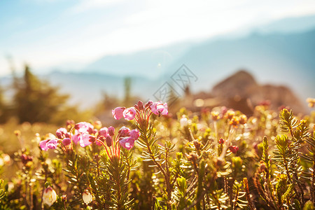 晴天的山地草地自然的夏季景观阿拉斯加的山脉图片