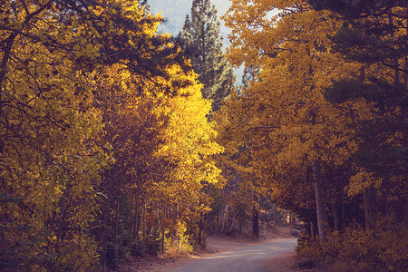 森林里乡间道路上五彩缤纷的秋天景象高清图片