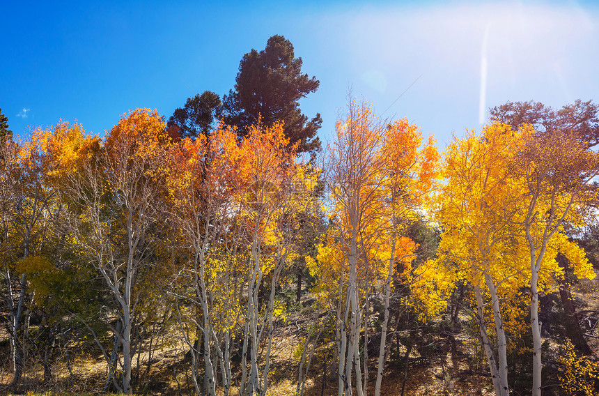 五彩缤纷的阳光森林景象秋天的季节与黄色的树木晴朗的日子图片
