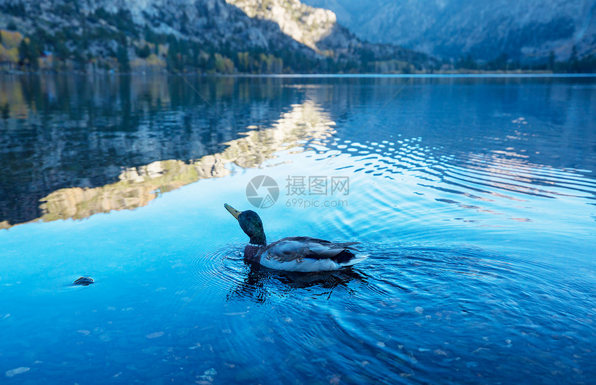 山湖上神奇的马拉德鸭图片