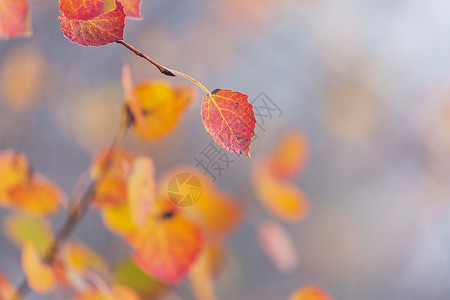 秋天季节五颜六色的黄叶特写镜头图片