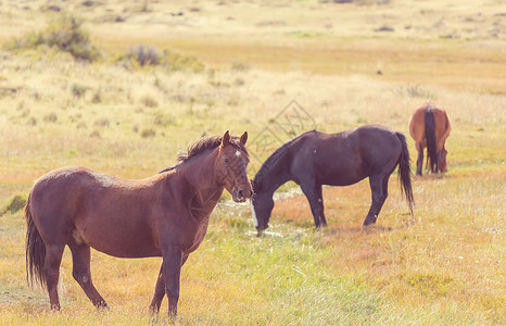 马群南美洲智利的牧场上奔跑高清图片