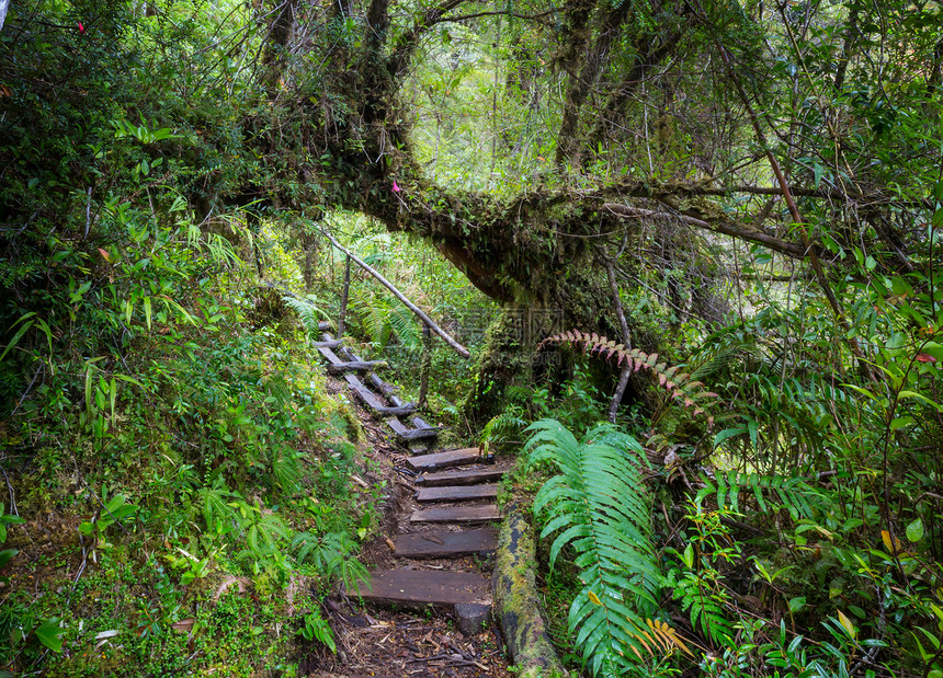 雨林中的巨树美丽的景观普马林公园,澳大利亚,智利图片