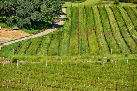 美国加州葡萄园景观高清图片