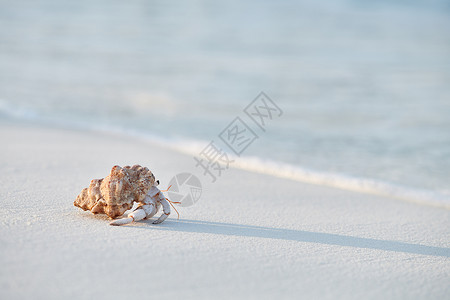 海边寄居蟹马尔代夫海滩上的寄居蟹背景
