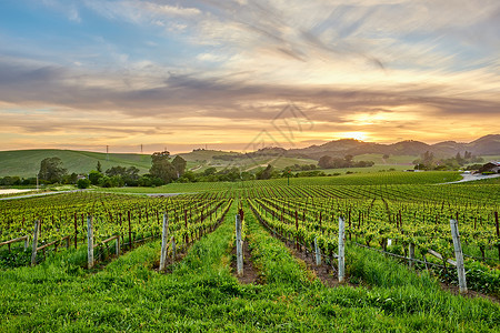 美国加州日落时的葡萄园景观高清图片